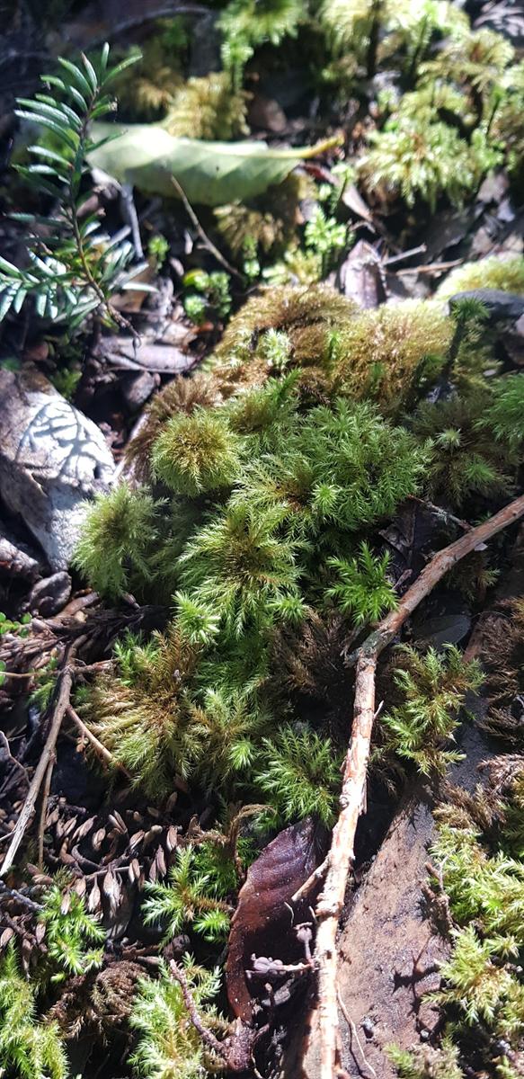 Moss