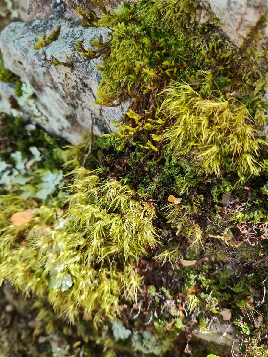 Moss